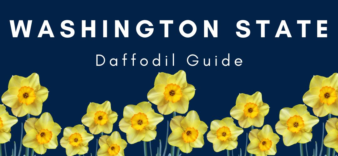 Washington State Daffodil Guide by Windermere Mill Creek