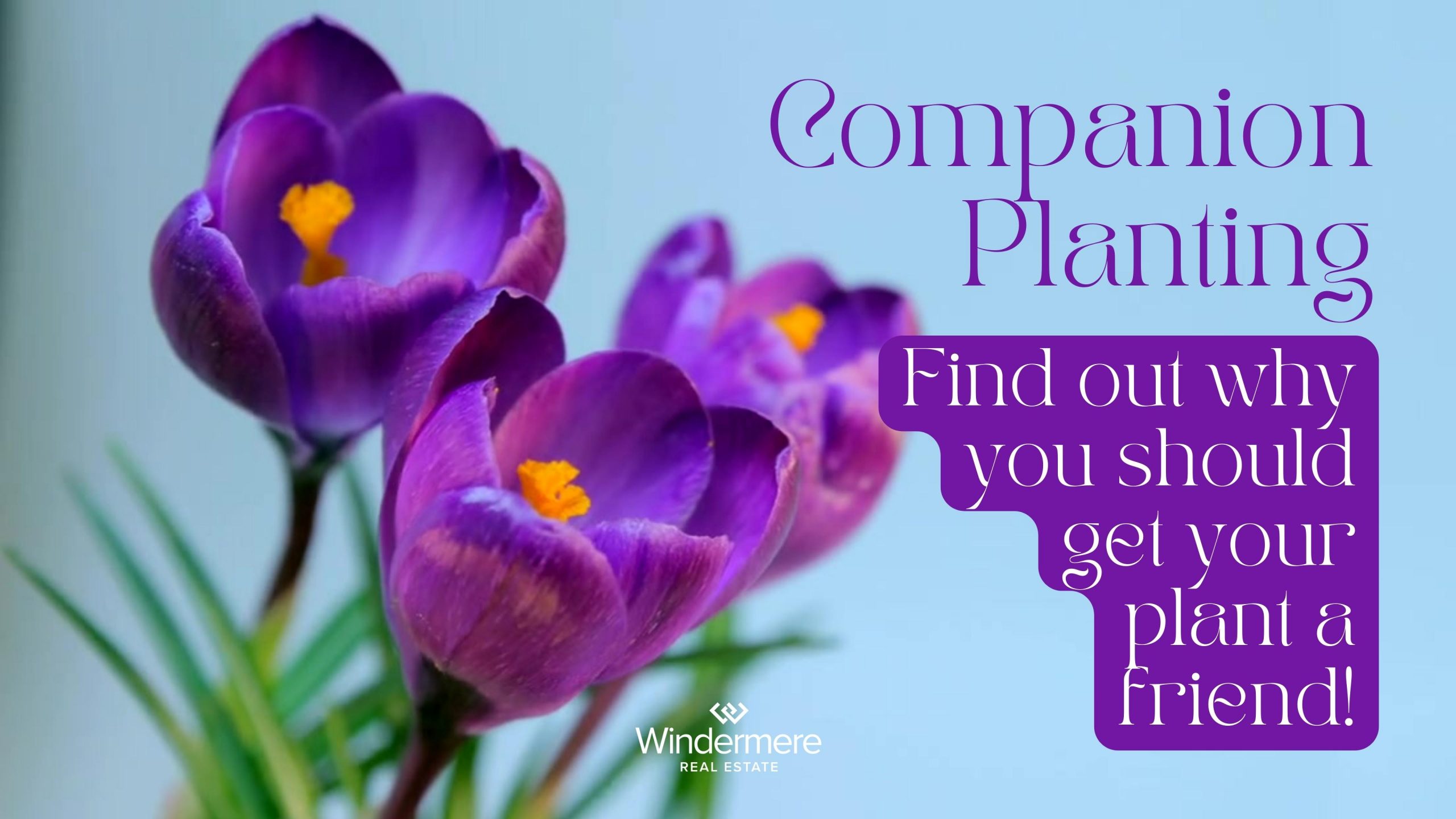 Companion Planting Blog By Kerriann Jenkins